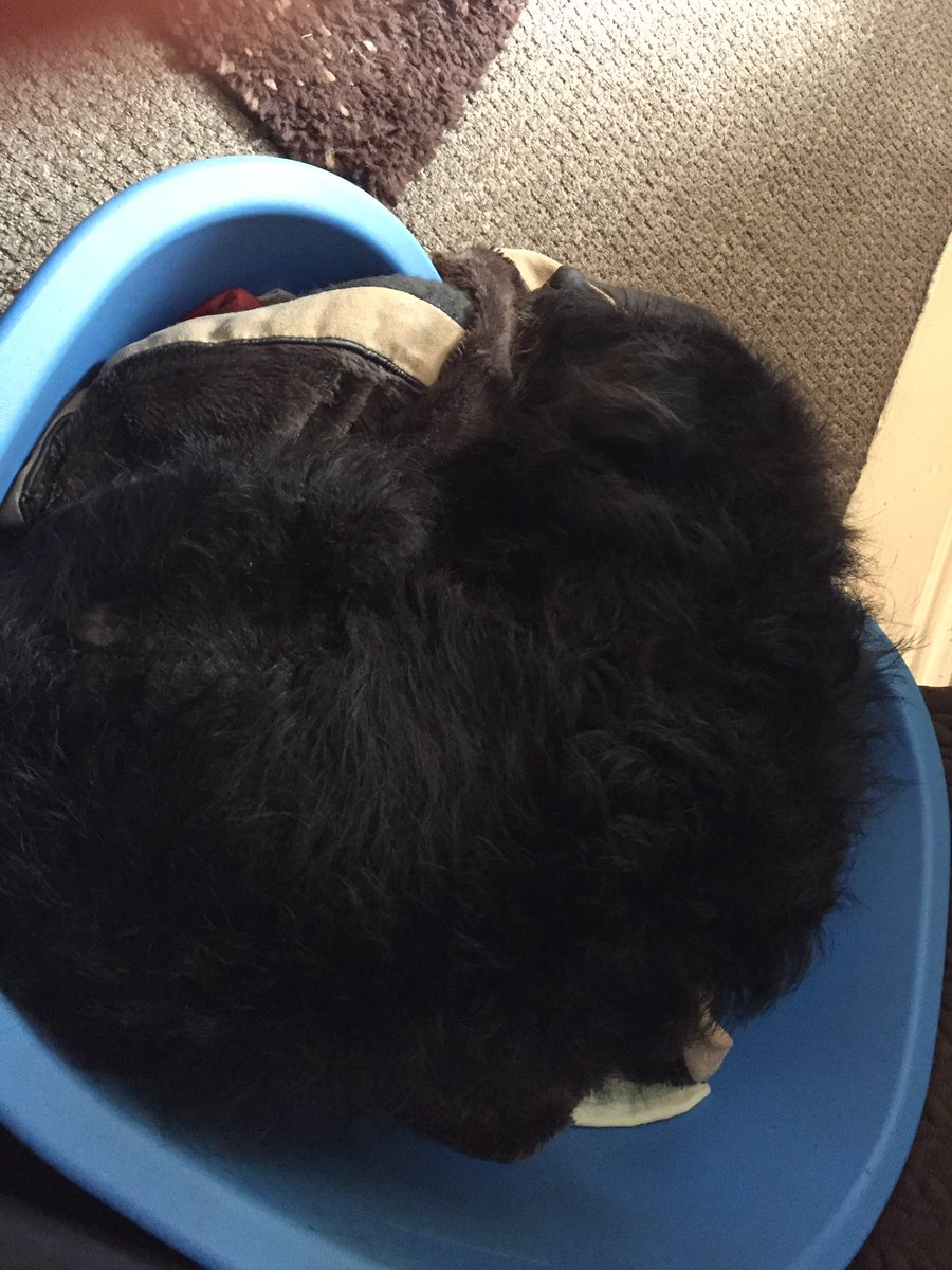 Baxter_Boo_'s tweet image. I'm sulking because I've just had a shower