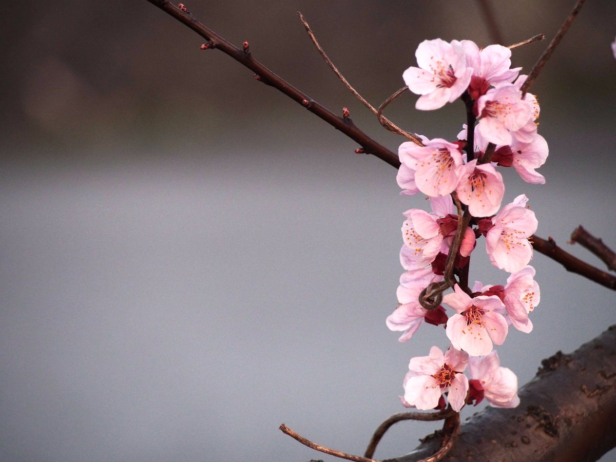photosjpn's tweet photo. Sakura starting to bloom this week in Kobe, Japan! Spring is coming! #CNNiReport #CNNTravel #travel #spring #CNNSpring #nature #flowers https://t.co/Xmw55vEY21