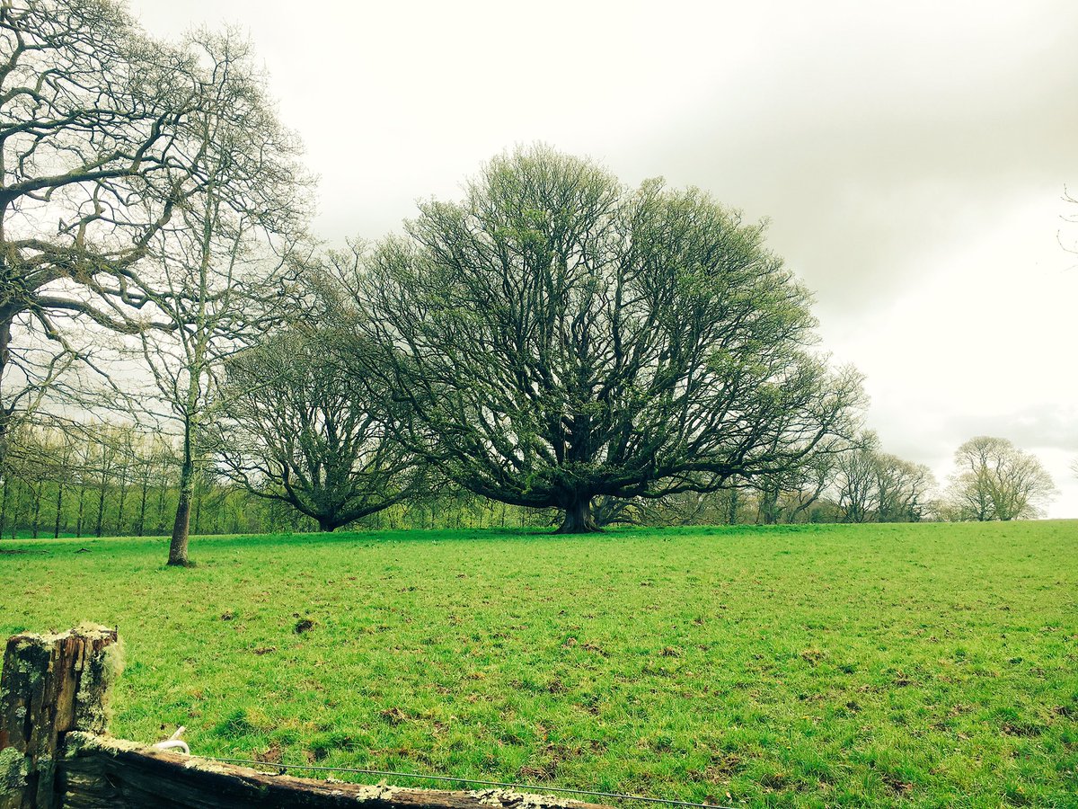 AllCornwall's tweet image. A lovely walk at Trewithen Gardens today in Cornwall. #trewithen #trewithengardens #cornwall #cornishgardens