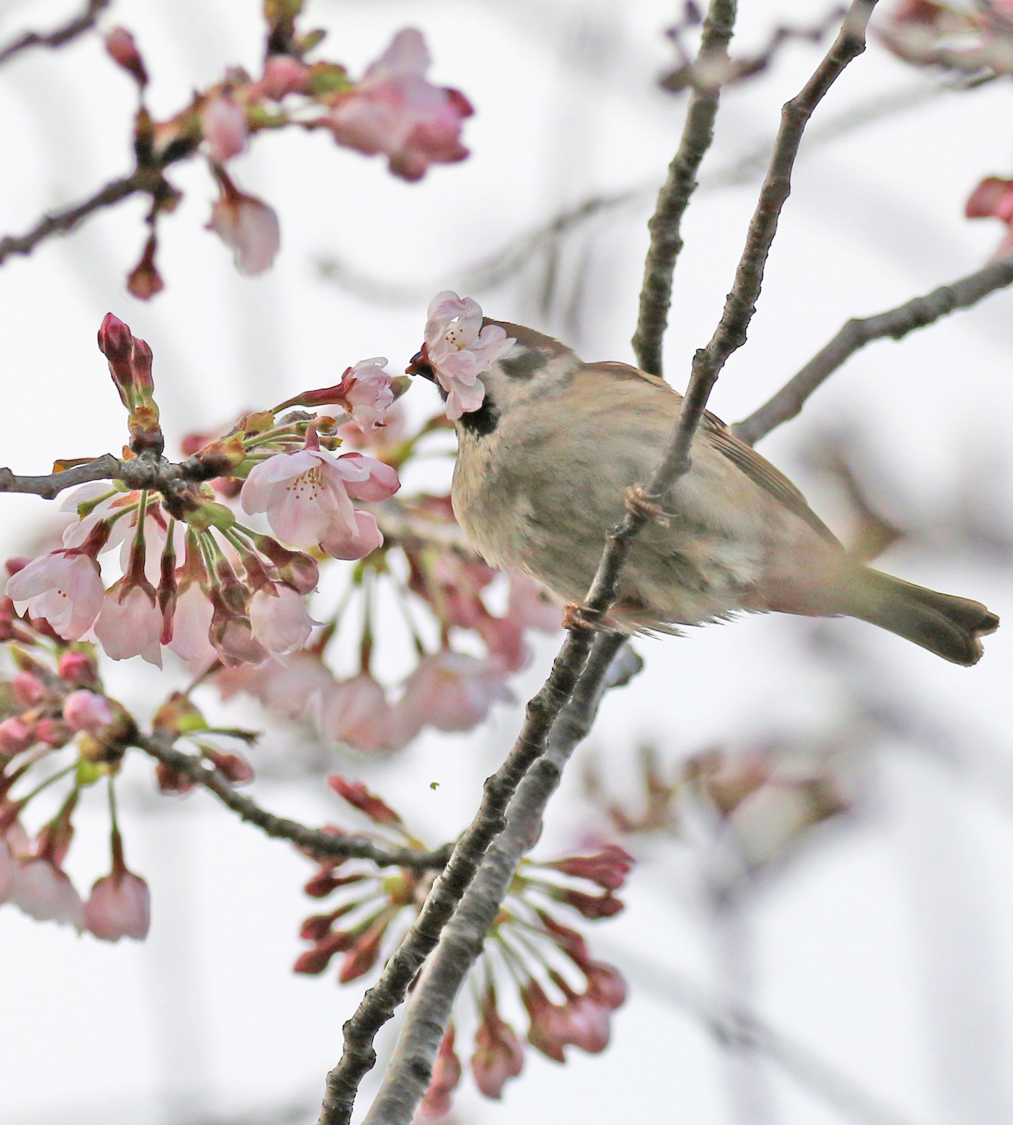 تويتر 栗田昌裕 على تويتر エピソード２１８ スズメ スズメは桜の花を食べる 桜の花の蜜を吸う鳥として ヒヨドリとメジロが有名だ クチバシが短いスズメには そのまねはできないのだが 花を食べることならできる その様を瞬撮したので示す １で花群れに首を