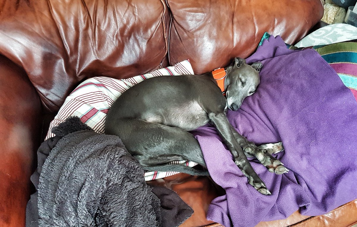 Isis_Whippet's tweet image. More #MakingDo today... @lp_lisa