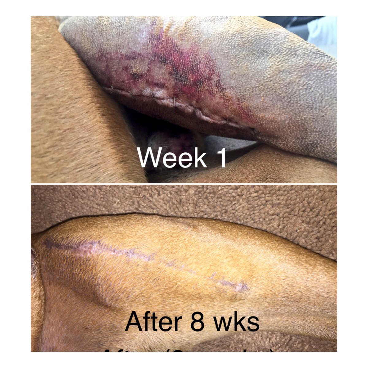 BjoandGus's tweet photo. Before and after TPLO surgery. #boxers #boxerdogs #vets #dogs #aclsurgery https://t.co/z6McYB0wkf