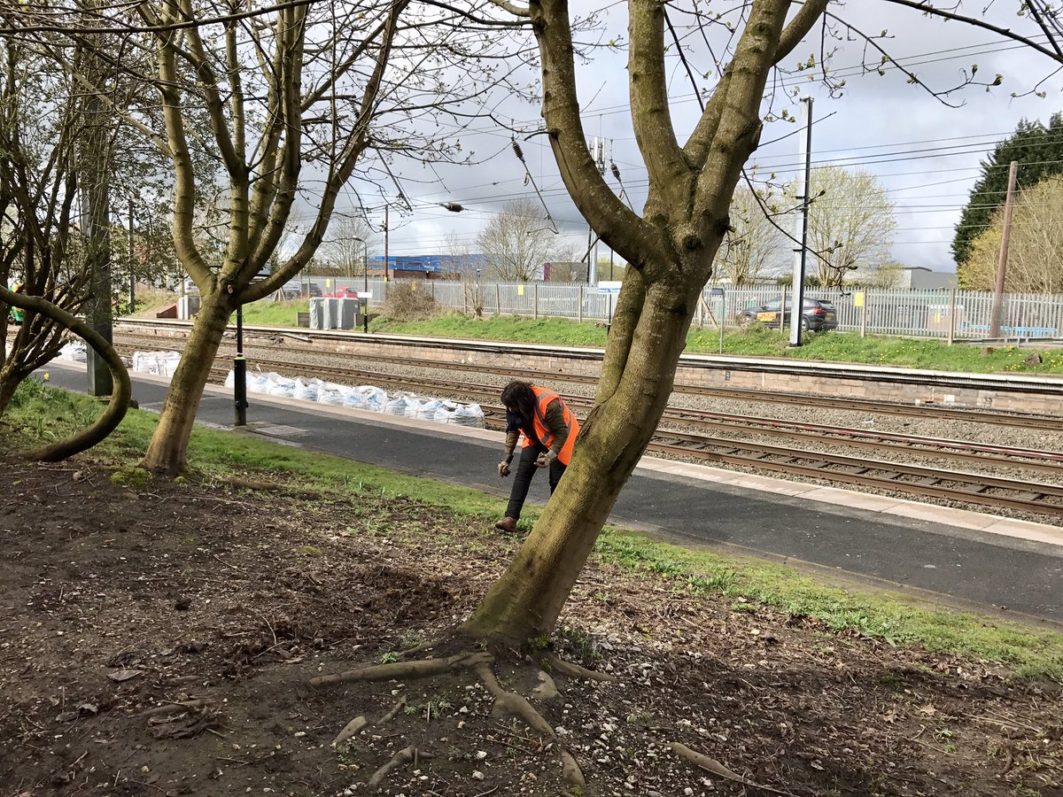 __WERK's tweet image. Productive morning clearing &amp;amp; planting seeds at Longbridge Train Station @northfieldeco @Cathy_Wade @LPAP2016 @LondonMidland