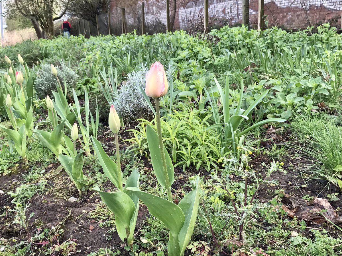 __WERK's tweet image. Productive morning clearing &amp;amp; planting seeds at Longbridge Train Station @northfieldeco @Cathy_Wade @LPAP2016 @LondonMidland
