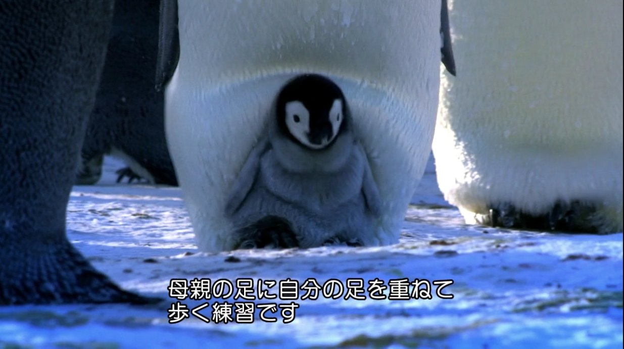 お母さん気づいて 歩行練習中の赤ちゃんペンギンがお母さんの下敷きに 話題の画像プラス