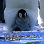 お母さん気づいて!歩行練習中の赤ちゃんペンギンがお母さんの下敷きに…