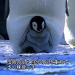 お母さん気づいて!歩行練習中の赤ちゃんペンギンがお母さんの下敷きに…
