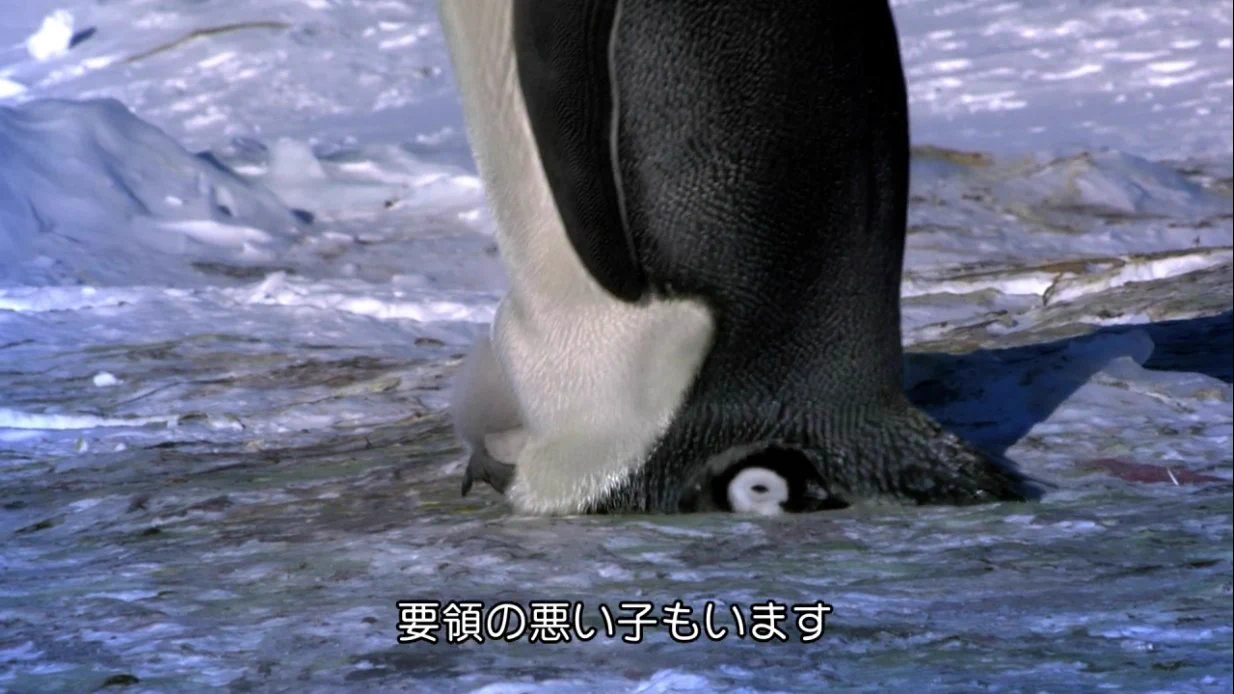 お母さん気づいて！歩行練習中の赤ちゃんペンギンがお母さんの下敷きに…
