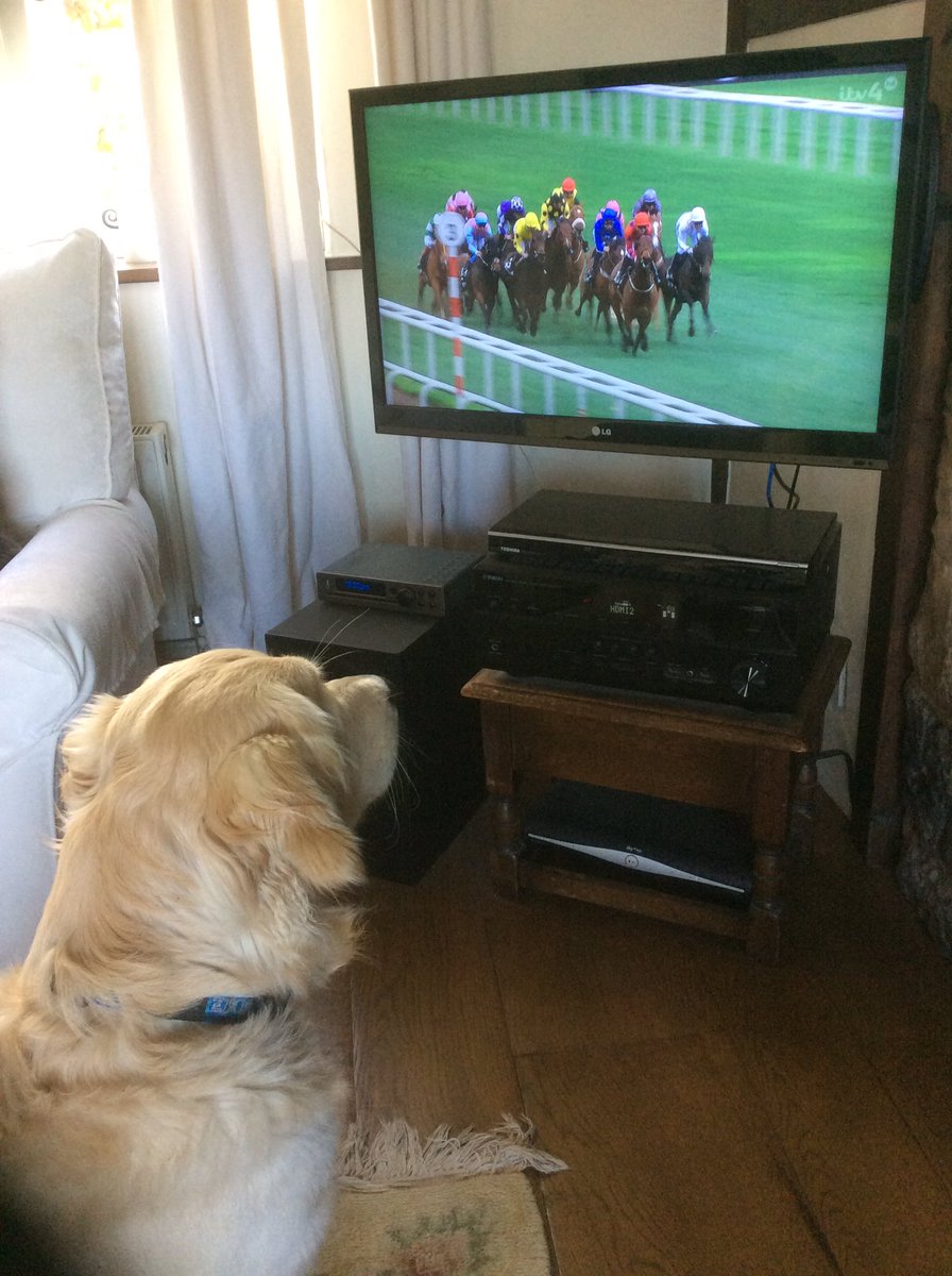 mypreciouspets's tweet photo. @itvracing @aliceplunkett @DoncasterRaces Toby the #goldenretriever puppy is enjoying the racing this afternoon #gluedtothebox #fascinated https://t.co/AaxwVVeeYw
