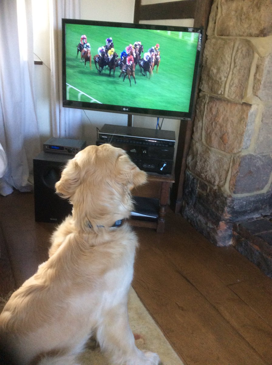 mypreciouspets's tweet photo. @itvracing @aliceplunkett @DoncasterRaces Toby the #goldenretriever puppy is enjoying the racing this afternoon #gluedtothebox #fascinated https://t.co/AaxwVVeeYw