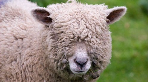 UFAcooperative's tweet image. It’s #AprilFools Day! Watch out for the pranksters trying to pull the wool over your eyes!