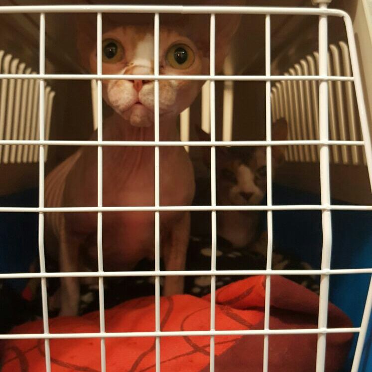 Traveldogspain's tweet photo. Ambrosía y Ginebra son estás gatitas. Se han unido a nuestra #rutaUK. Es un placer tenerlas. #catsallowed #catslovers #transportemascotas https://t.co/SeUfzUKjjX