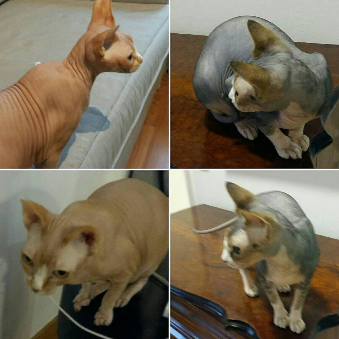 Traveldogspain's tweet photo. Ambrosía y Ginebra son estás gatitas. Se han unido a nuestra #rutaUK. Es un placer tenerlas. #catsallowed #catslovers #transportemascotas https://t.co/SeUfzUKjjX