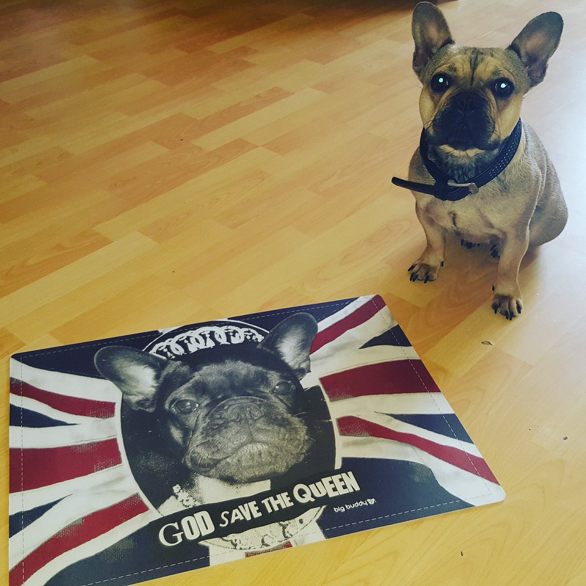 Giesela und ihr Frauchen freuen sich über unsere neue #Futtermatte die in den nächsten Tagen erhältlich sein wird. #frenchbulldog #Bulldogs