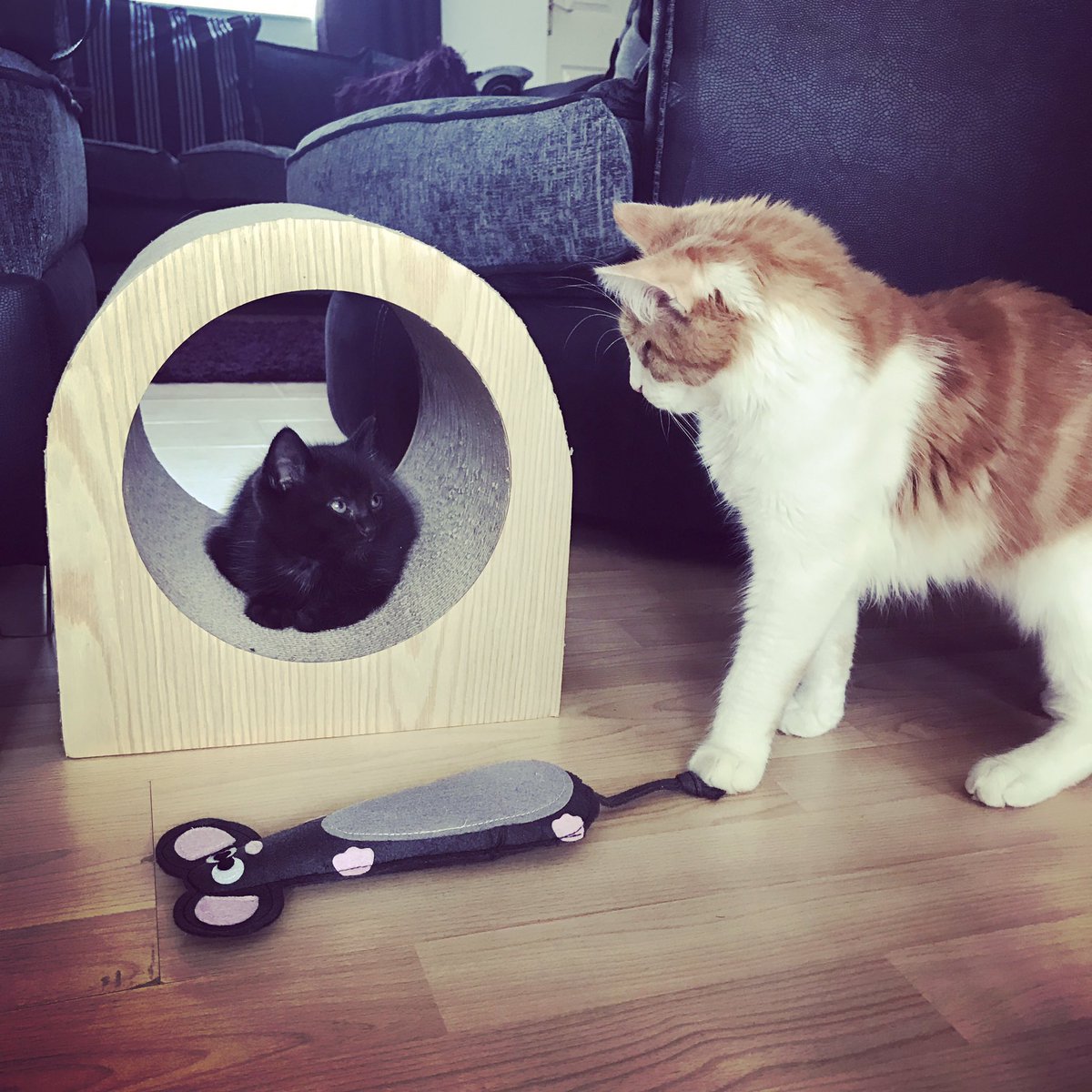 beccysplums's tweet photo. 🐾🐈 https://t.co/yyKhJ3c37w