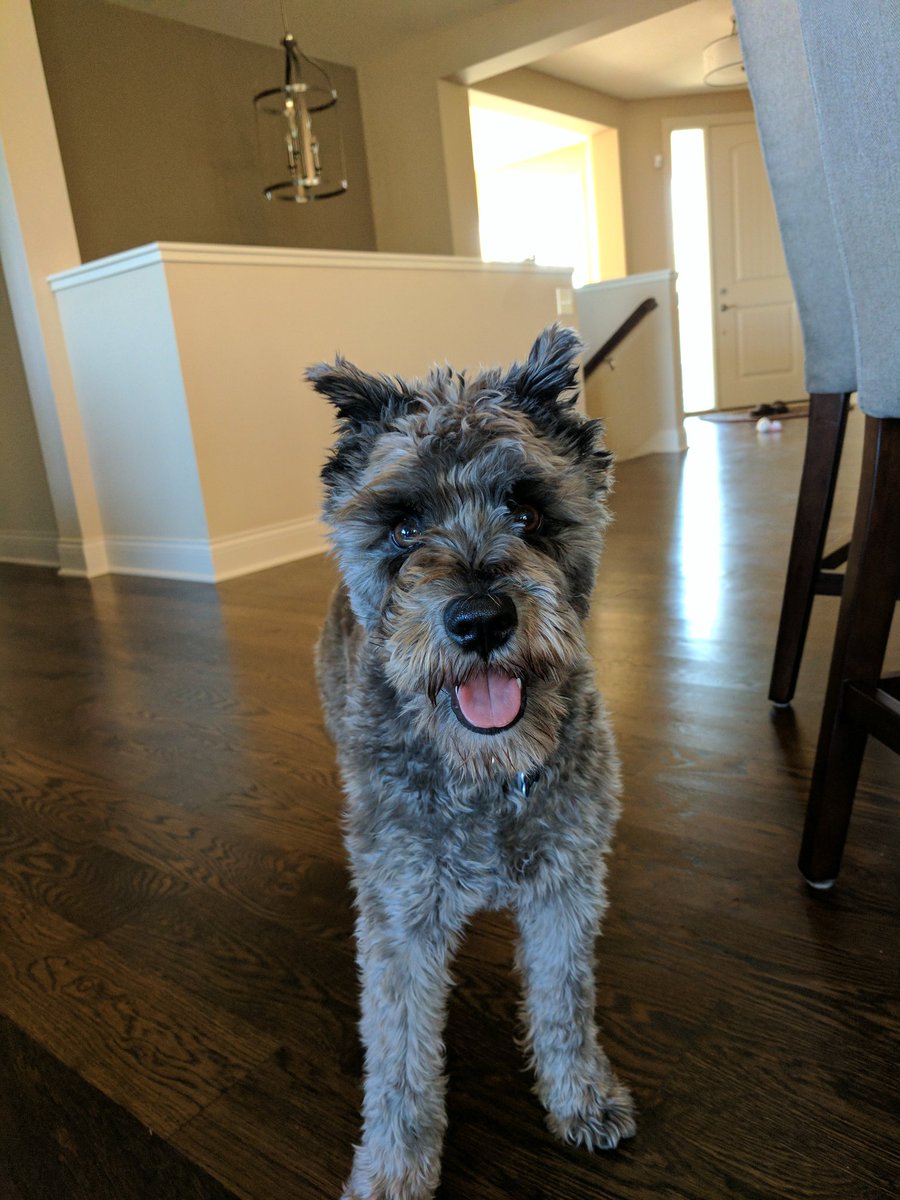 Finnmn's tweet photo. Today Finn is going to be thoughtful kind and helpful. #aprilfoolsday #likeaneaglescout #cannotbetrusted https://t.co/GM1NK1ts7K