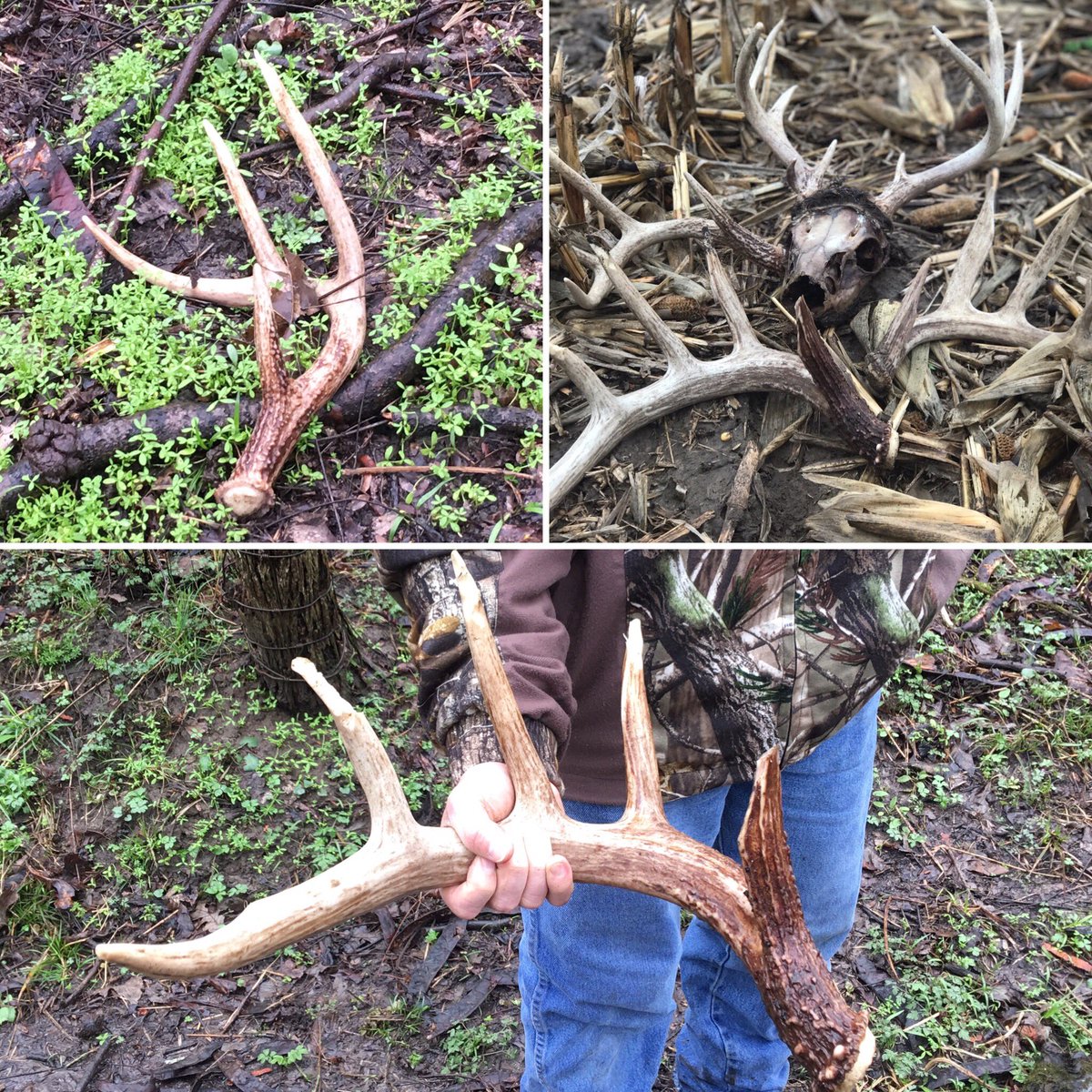 Backwood_Hunter's tweet photo. The guys are killing it in Illinois https://t.co/kX5U4nnHKD