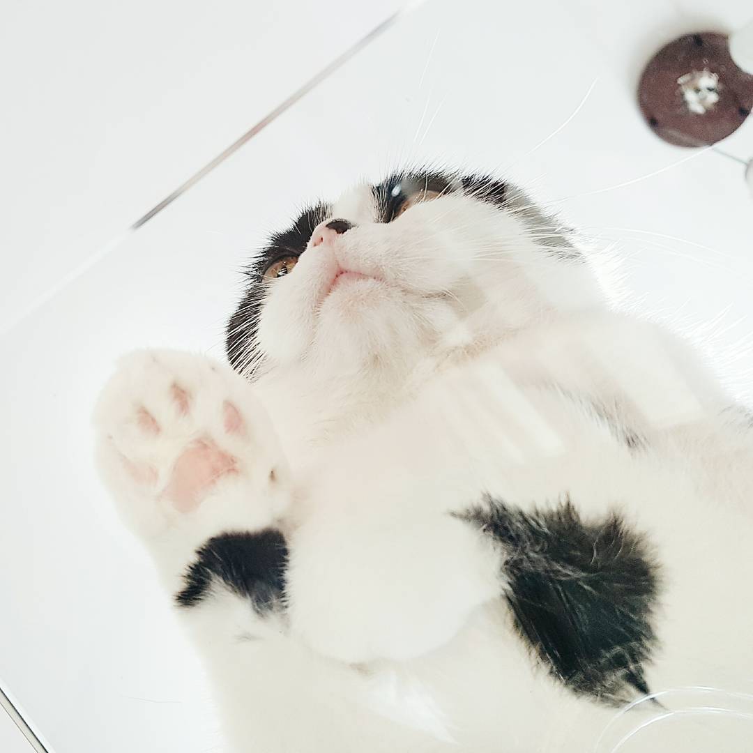 😂😍😍😍💘 <a href="/miikopanda/">みーこ</a>
#miikopanda #scottishfold #catsofinstagram instagram.com/p/BPZ7MXyDGk_/