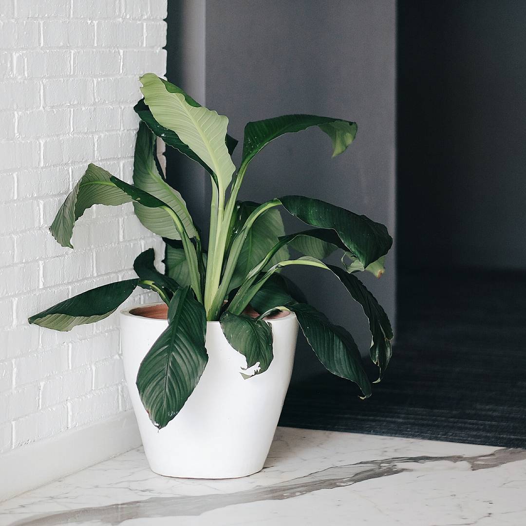 🌱🎇 instagram.com/p/BPkfTH5D_es/