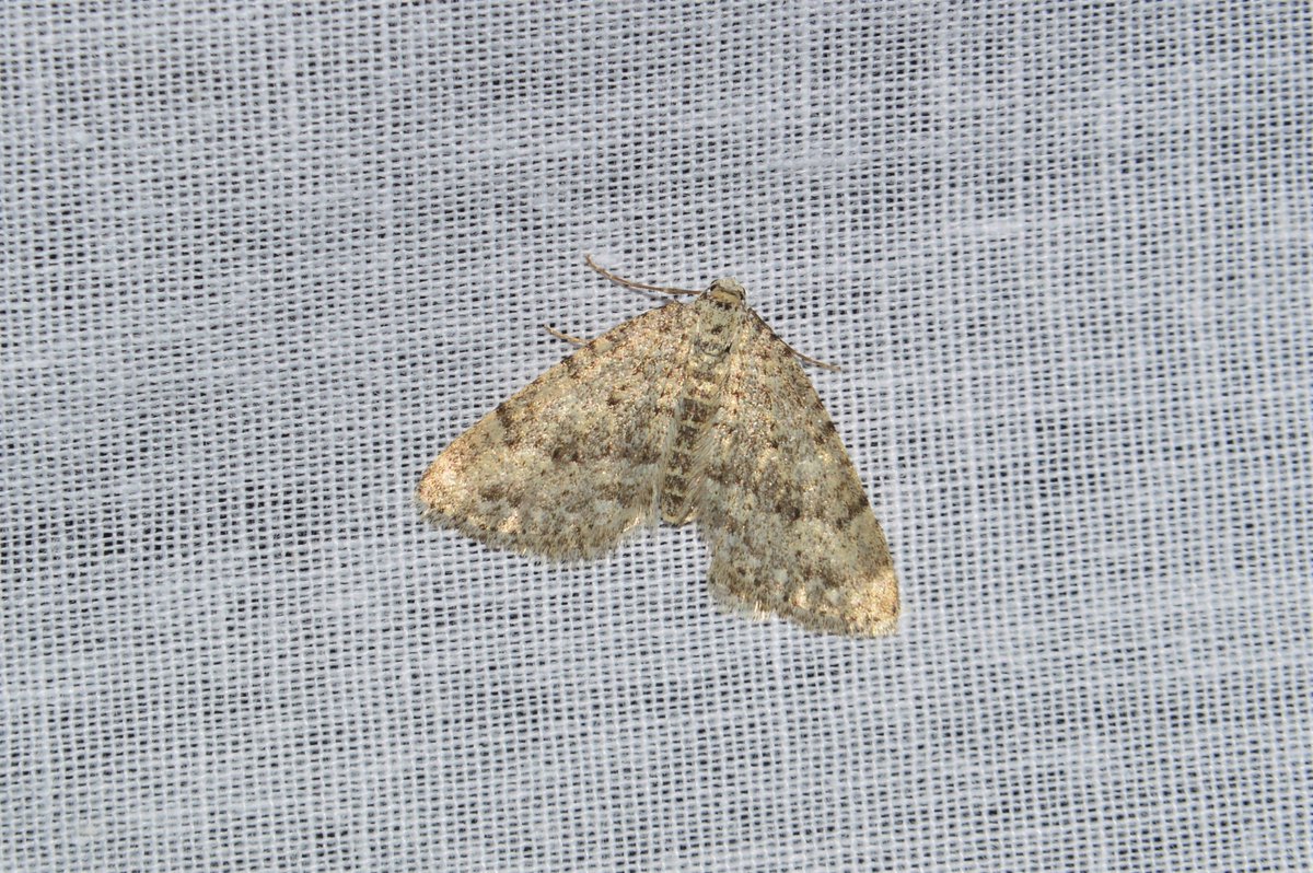 jellevogelaar's tweet photo. Vroege walstrospanner (Colostygia multistrigaria) afgelopen donderdag op licht op de #veluwe @Nachtvlinders #nachtvlinders @waarneming https://t.co/skF94sVZX7