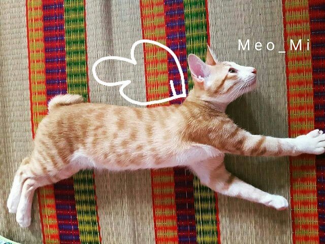 nganbui0510's tweet photo. My cat 
I love you 
You can fly ~~~~~ https://t.co/Vcg4qjDhSf