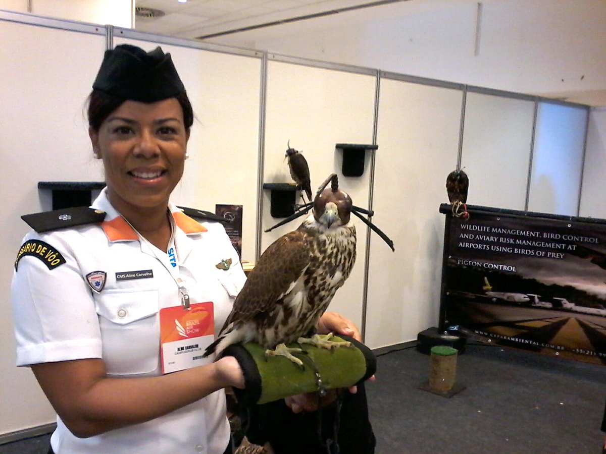 stem4girlsbr's tweet photo. O Falcão-de-coleira é utilizado no Brasil em controle de pombos e o outras aves que representam perigo em aeroportos 🐤 #Ibas2017 https://t.co/Ui53CtPLnq