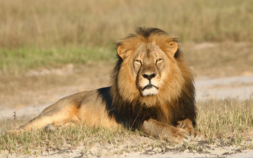LionProtection_ tweet picture