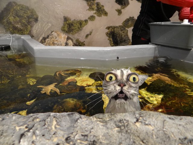 MNH_Naturalists's tweet photo. Due to the popularity of cat memes, all galleries will now include a #CatsOfNovaScotia theme. All #cats, all the time! #Meow GC https://t.co/tqdwjRLff1