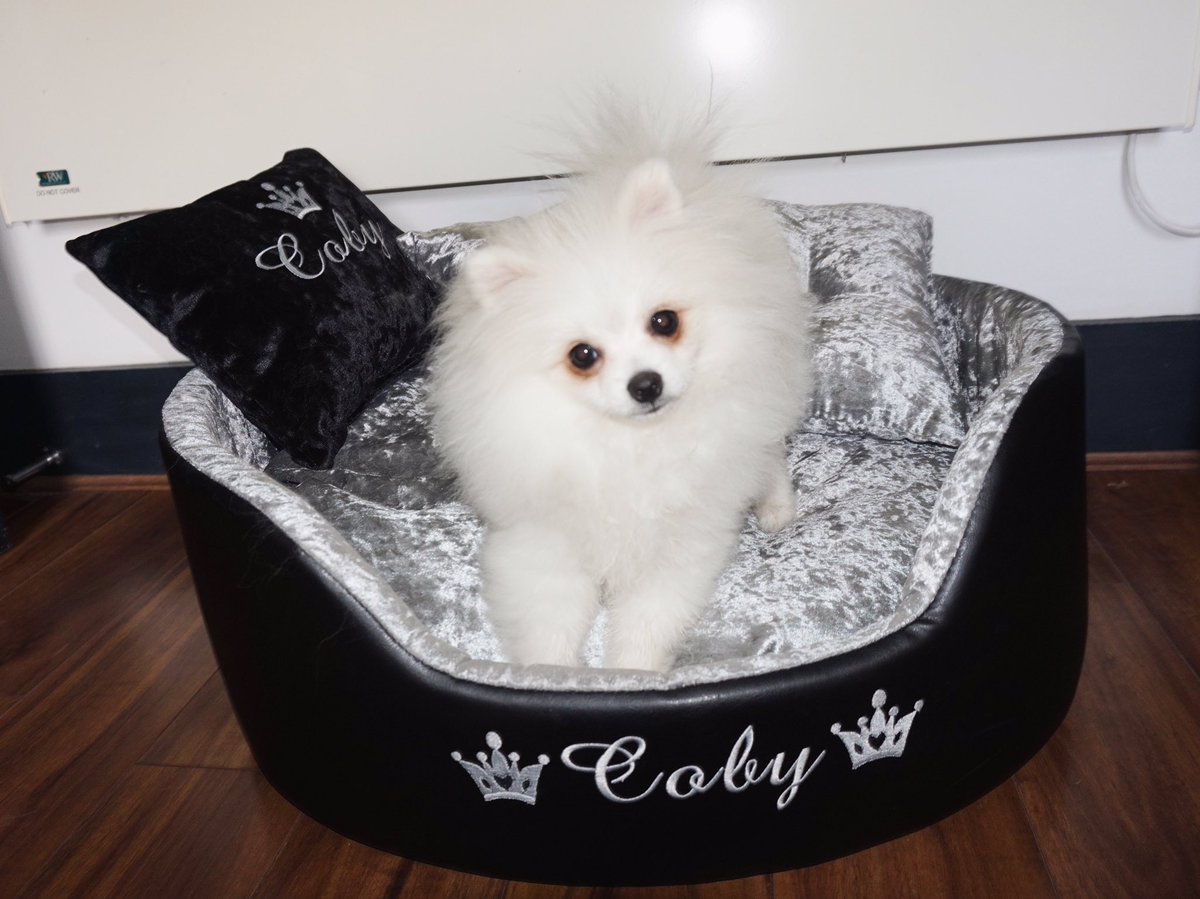 Coby looking like a little super star after his wash and trim 🐶❤ thank you <a href="/Heatonpawsdogs/">Heaton Paws ltd</a>