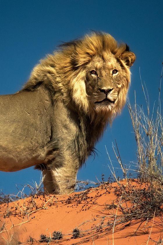 LionProtection_ tweet picture