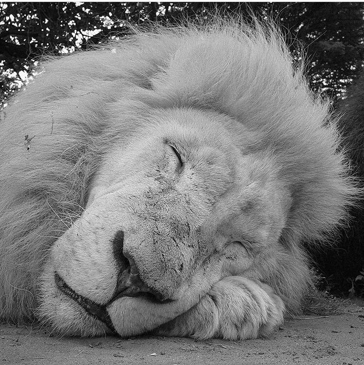 LionProtection_ tweet picture
