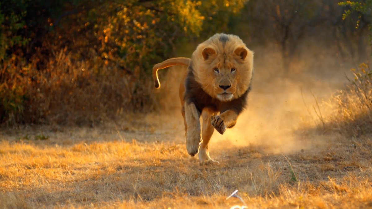 LionProtection_ tweet picture