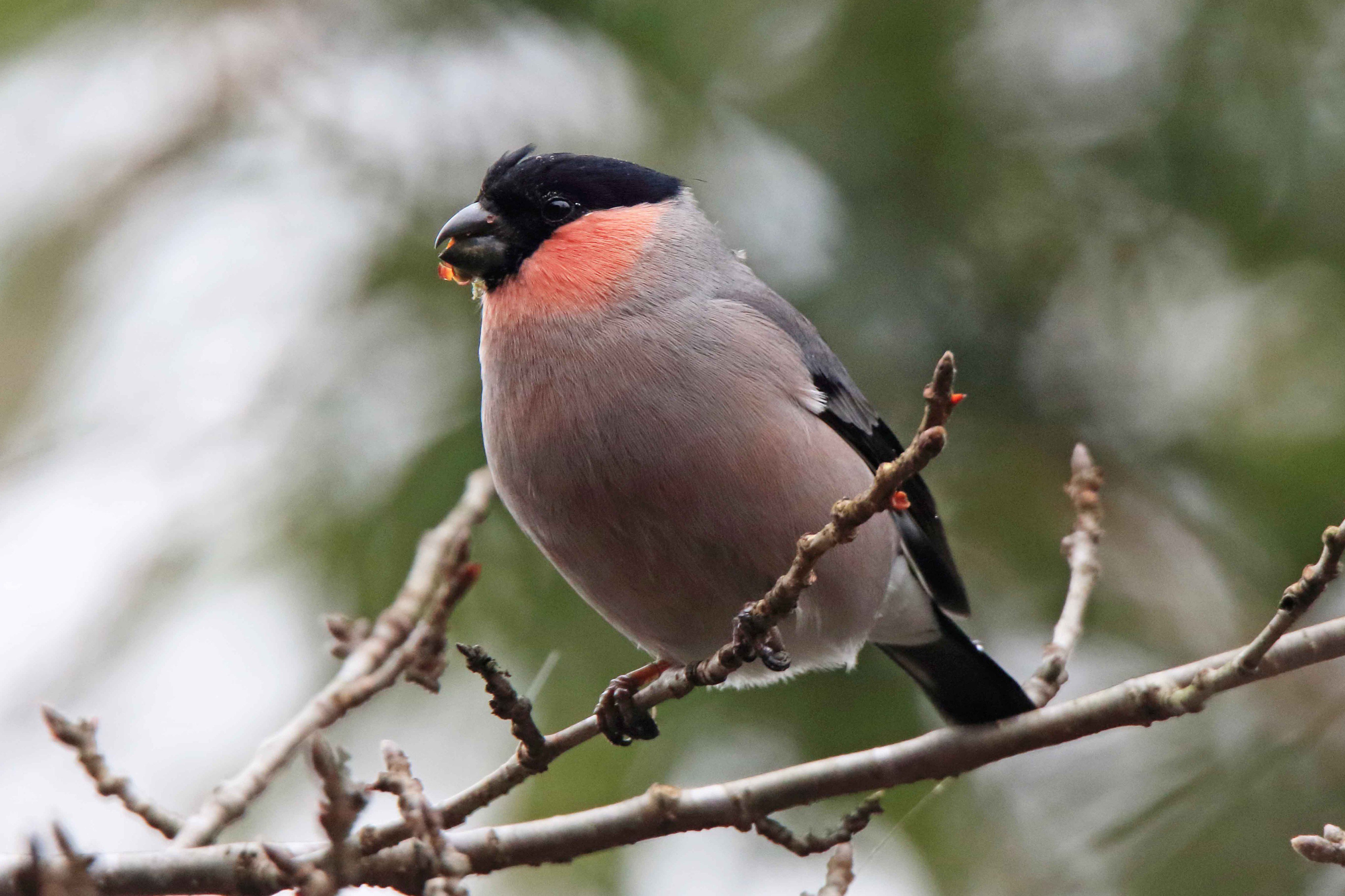 片柳弘史 桜の花芽を好んで食べるため 害鳥として駆除されてしまうこともあるウソ うそぶく という言葉があるように ウソは古語で 口笛 の意味です その名の通り 鳴き声が人間の口笛にそっくりなウソ 群れが近くに来ると たくさんの人が一斉に