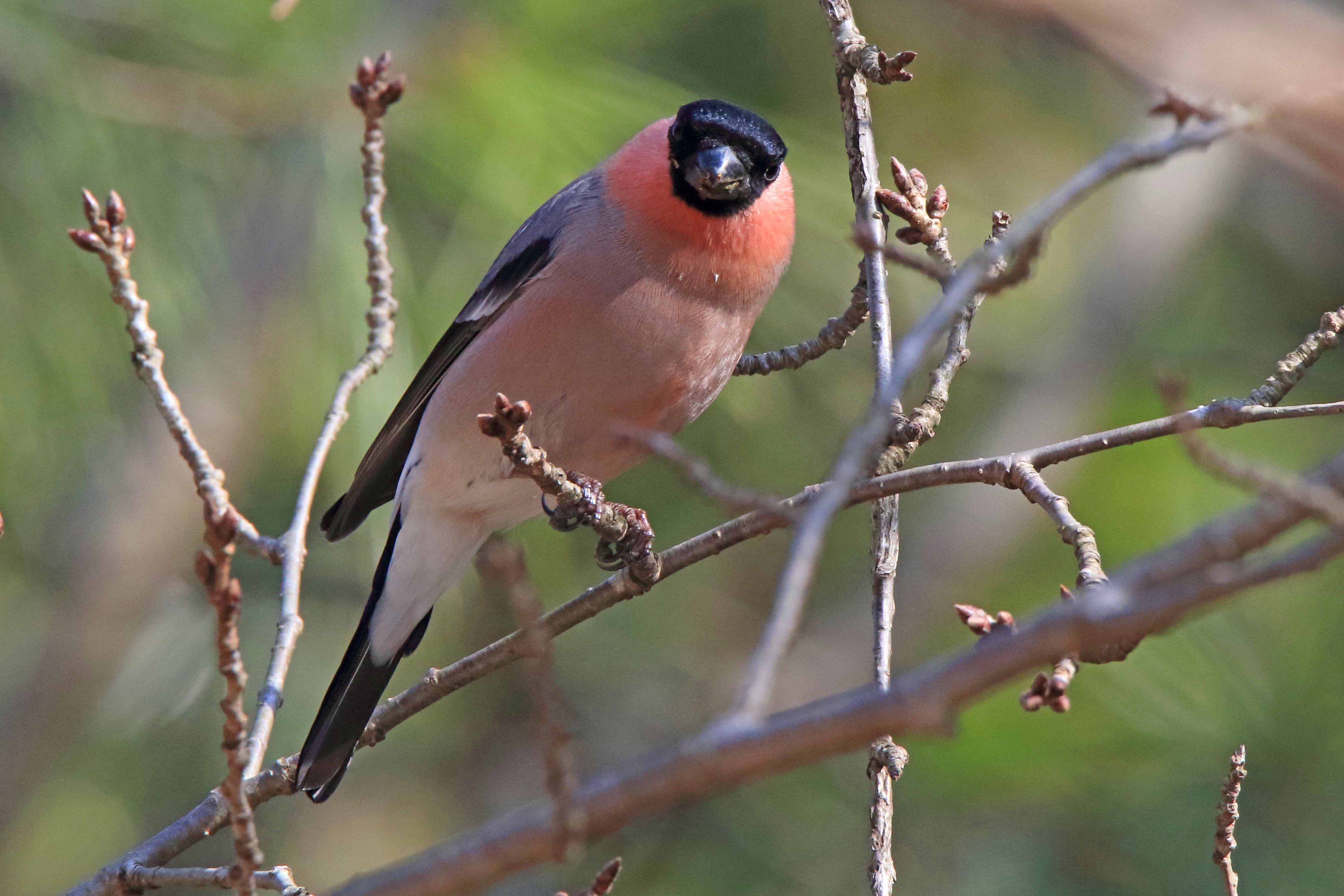 片柳弘史 桜の花芽を好んで食べるため 害鳥として駆除されてしまうこともあるウソ うそぶく という言葉があるように ウソは古語で 口笛 の意味です その名の通り 鳴き声が人間の口笛にそっくりなウソ 群れが近くに来ると たくさんの人が一斉に