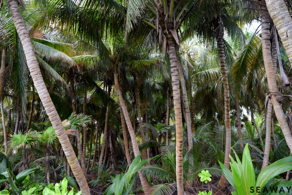 Seawaycondorent's tweet photo. Xcacel, joya escondida de la #RivieraMaya
seaway.mx https://t.co/bKij8d3rIU