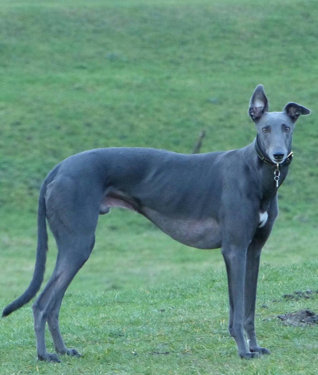 anitaapplebum13's tweet photo. My handsome boy #rgt #greyhoundsmakegreatpets #rgtcroftview #rgtdunrunnin #hugahound https://t.co/W2XK36wl8n