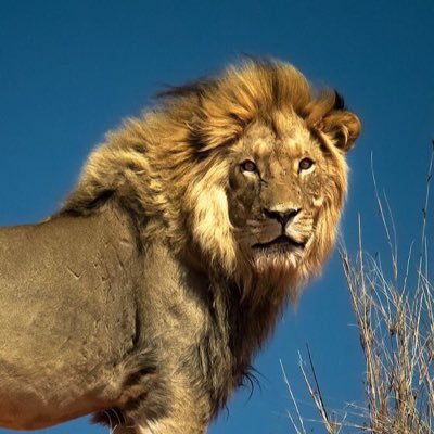 LionProtection_ tweet picture