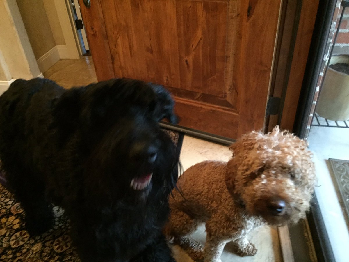 AgentOwen006's tweet photo. .@StephenCurry30 we have similar families! #dogsoftwitter https://t.co/JmGY3UwCyM
