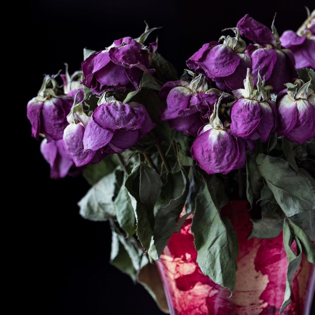 kazinova's tweet image. Same dying flowers, low key and high key. #almostspringtime #eos80d #lowkey #highkey #photopractice ift.tt/2ntMEwF