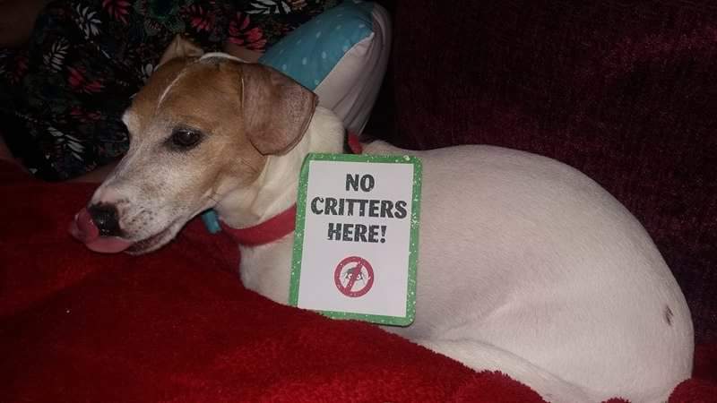 xdruidsgirlx's tweet photo. This is Louie McPoo my 10 year old Jack Russell. @PetsatHome #critterfreeVIP https://t.co/113BXwtCvQ