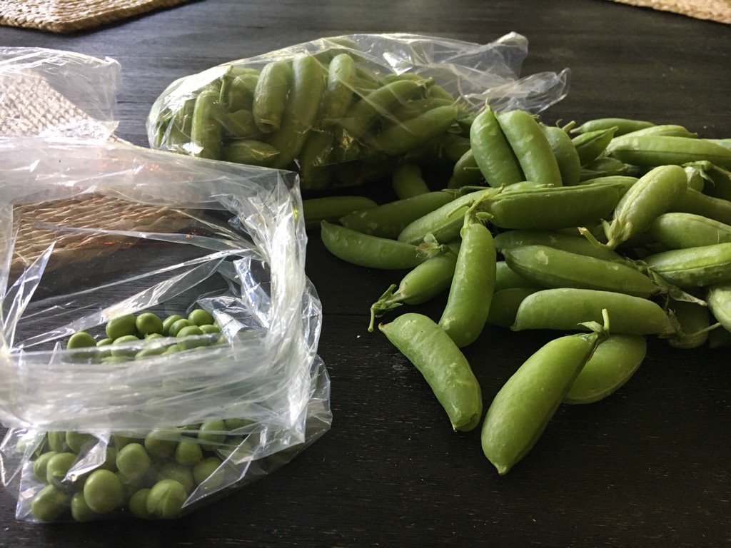 daveolson415's tweet photo. @chefsymon @altonbrown shelling some beautiful peas from the farmers market, what's the first use that comes to mind? https://t.co/OOCWHvckNt