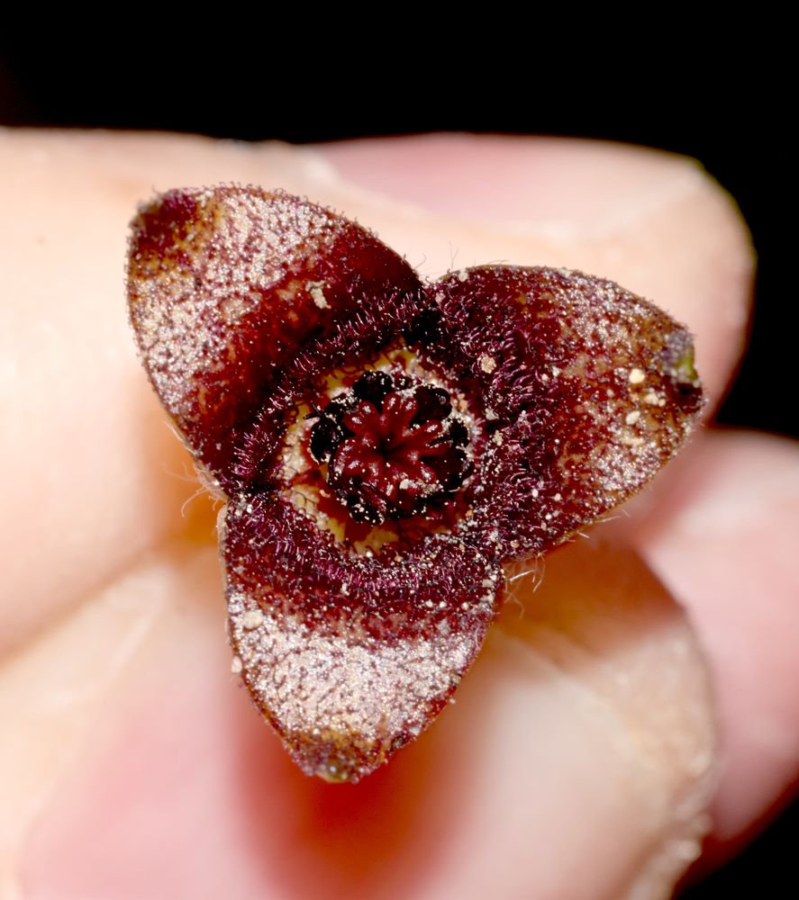 hsauquet_bgsyd's tweet photo. #discoverplants of the day: Asarum europaeum (#Aristolochiaceae), @u_psud campus, Orsay, France #Piperales #Magnoliidae #SpringInOrsay https://t.co/1oCNdmYfYQ