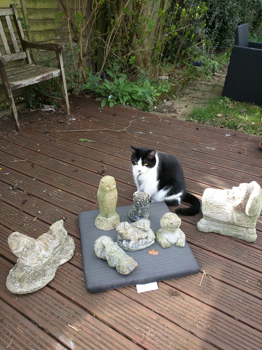 RPGKitchen's tweet photo. Not sure if he was going for a bluff or a hide check. Either way he failed #rpgcat https://t.co/mQXn0Wyzva