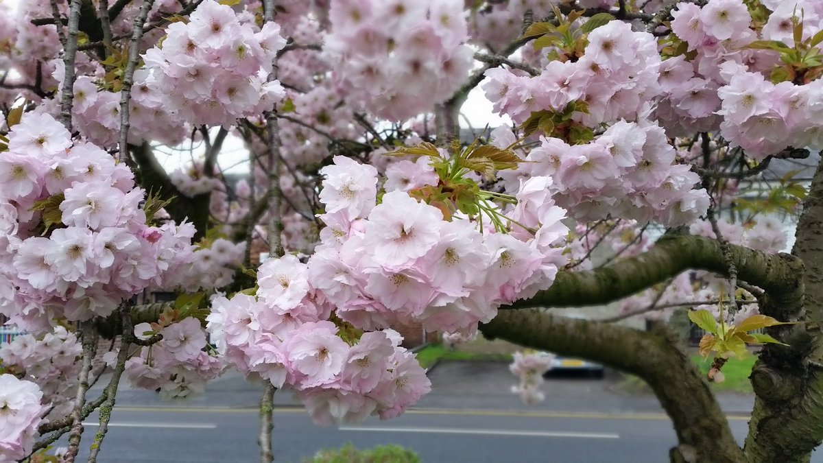 Petrolheadsarah's tweet photo. Happy with my #NearFocus photo using Selective Focus #Cherryblossom #SamsungS5 https://t.co/vlMSpPtBLb