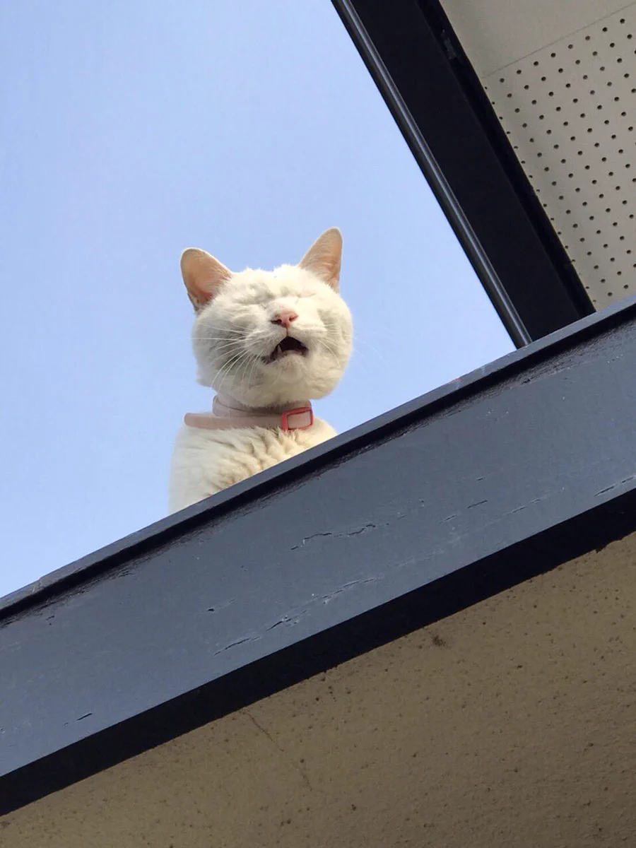 家に入れてもらいたいおキャット様wその切実さがにじみ出てる顔にウケるwww