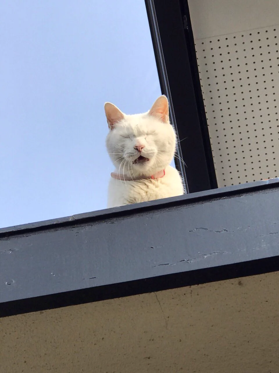 家に入れてもらいたいおキャット様wその切実さがにじみ出てる顔にウケるwww