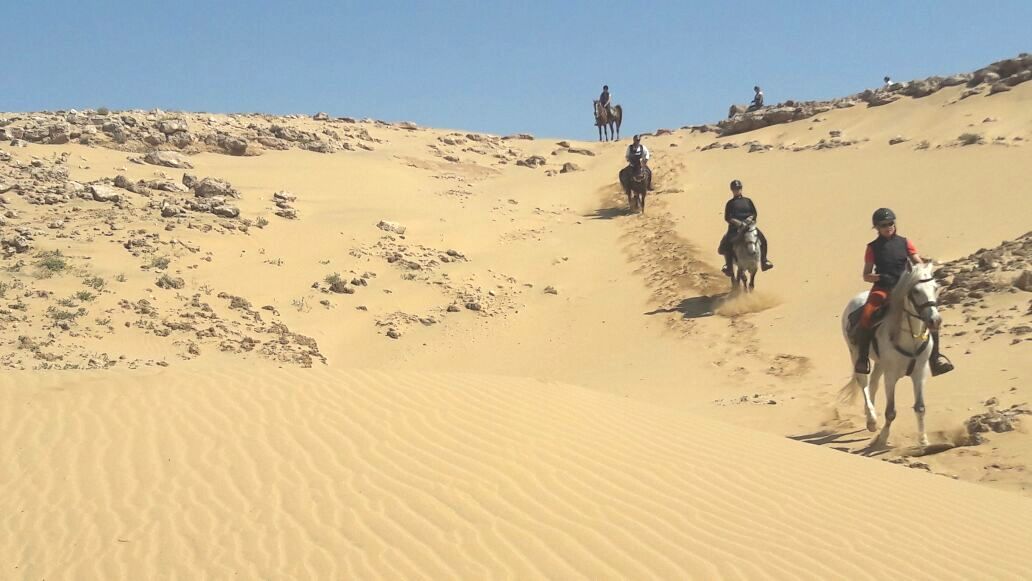 ZouinaCheval's tweet photo. #randonneeequestre de 4 jours au #Maroc dans la région d'#Essaouira du 27 au 30/03/17. Superbe semaine, des paysages toujours aussi beaux 🤠🐴 https://t.co/0DAQJHU4FO
