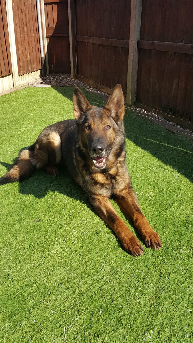 Mersey Police Dogs tweet media