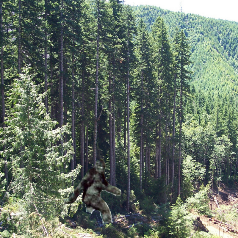 RoseburgCo's tweet photo. Check out this amazing photo captured by a Roseburg forester this morning! #oregonforestry #workingforestswork #aprilfools https://t.co/rhQb7Qbf4H