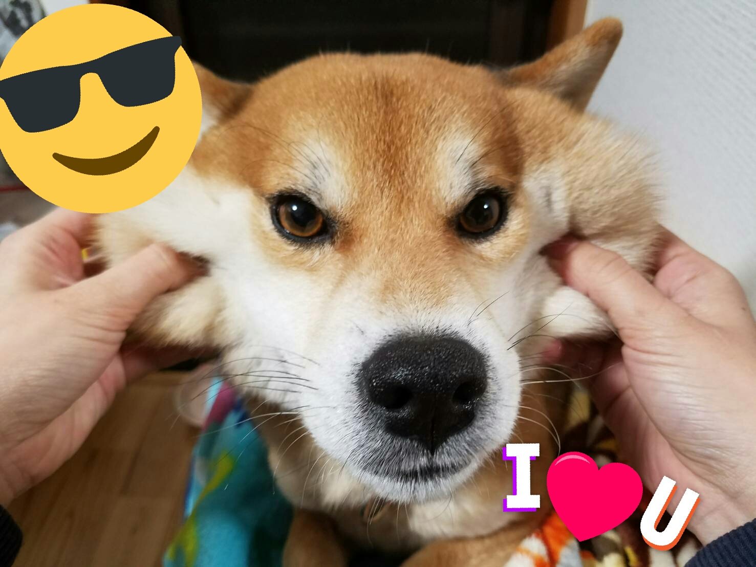 柴犬リクとたまに豆柴サク Cmでおなじみのやつ もーっちもち柴犬 昔からたぬき顔 ほっぺになにか詰まっていると言われてきました 柴犬 わんこもちもち ハイチュウプレミアム ハイチュウ T Co J5pgljtmfn Twitter